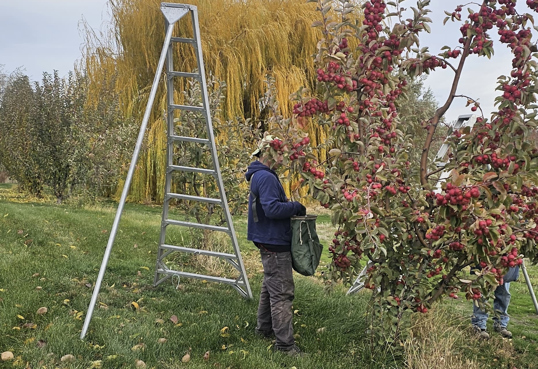 Apple picking in the orchard
