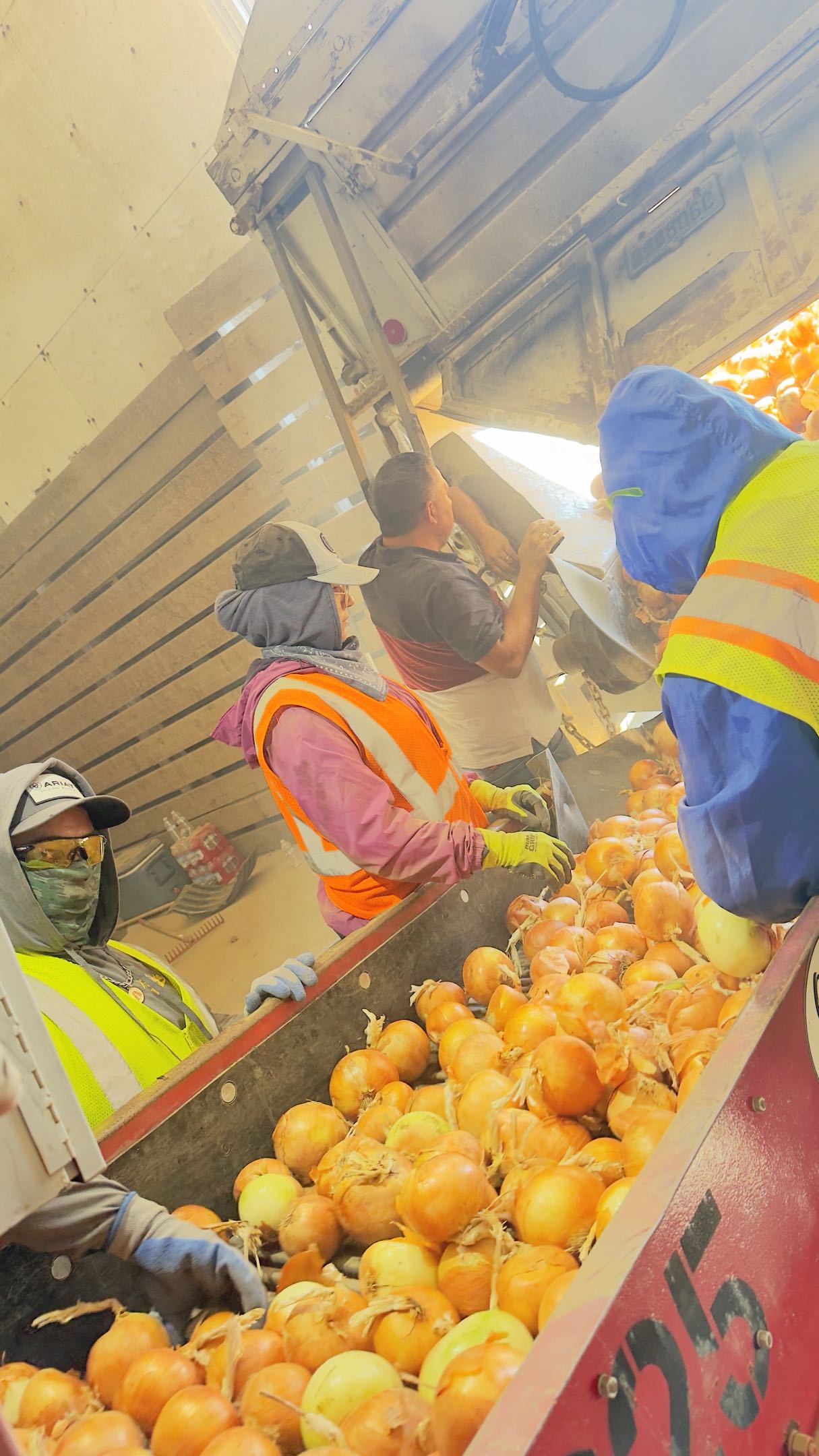 Crew loading onions into storage