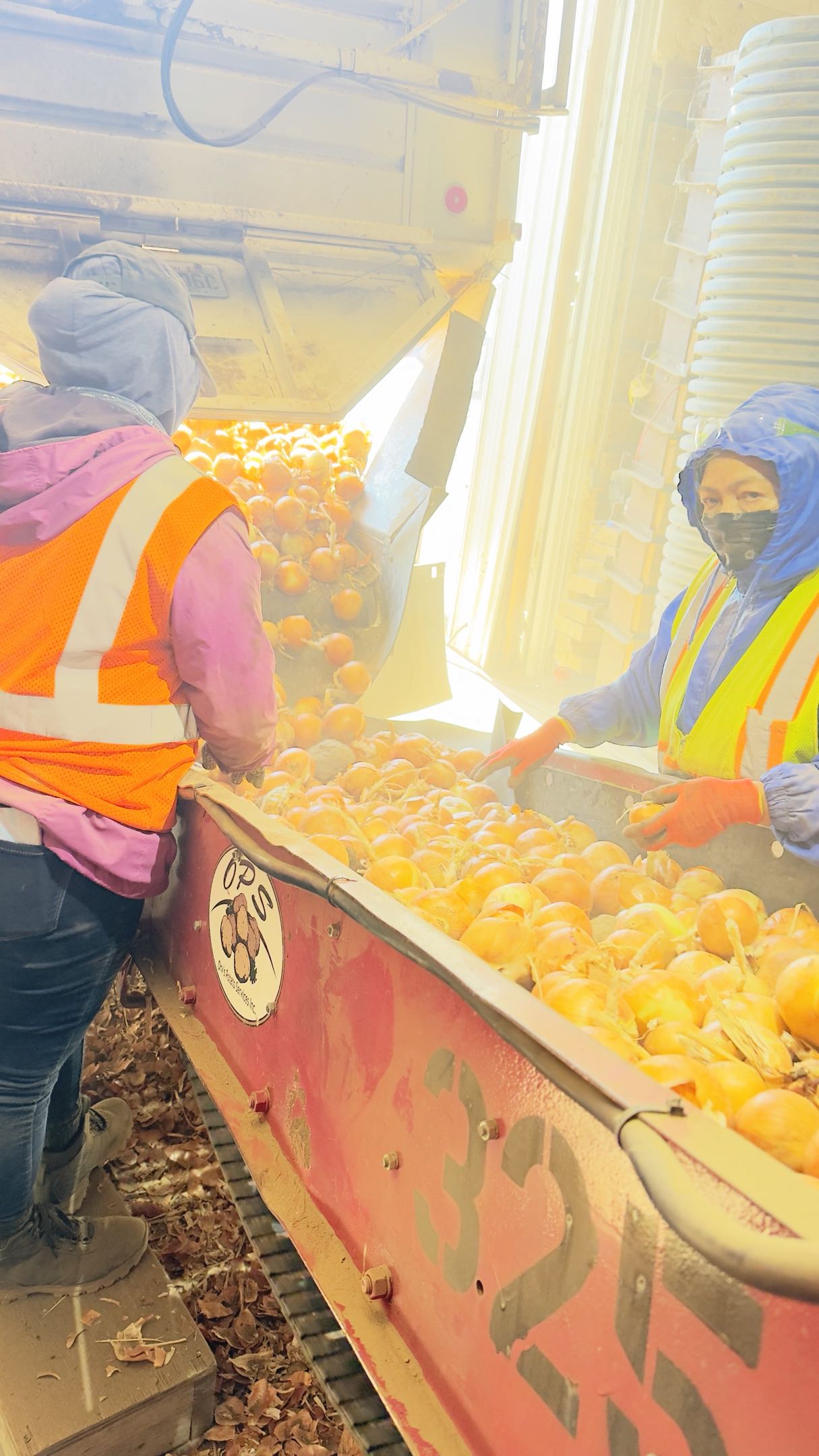 Crew sorting onions on the line