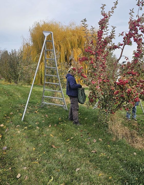 Orchard work in the Columbia Basin