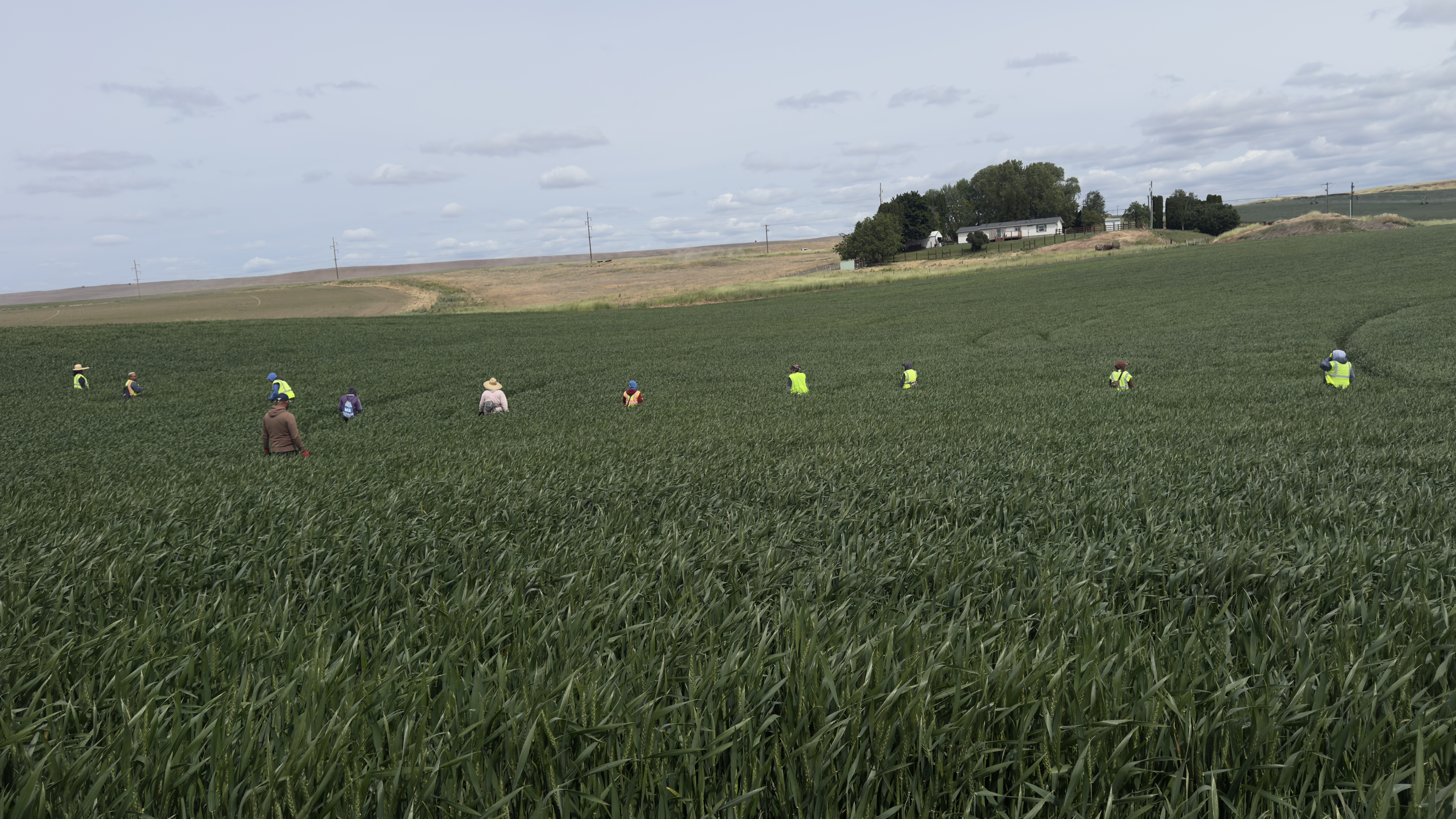 Crew roguing in a wheat field